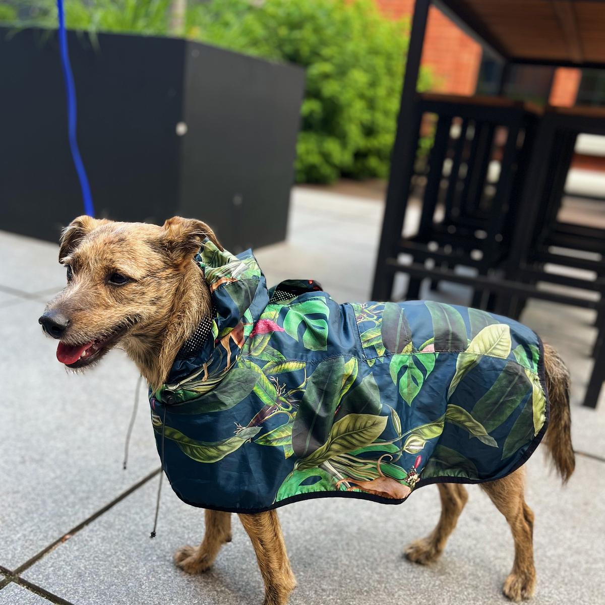 Raincoat for dog "Doggolage"