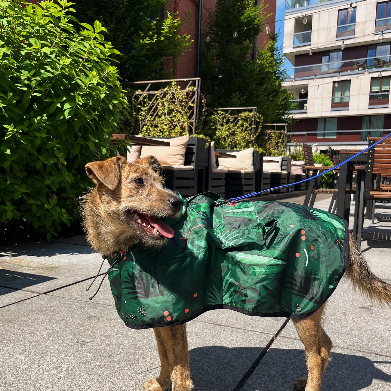 Raincoat for dog "Welcome to the jungle"