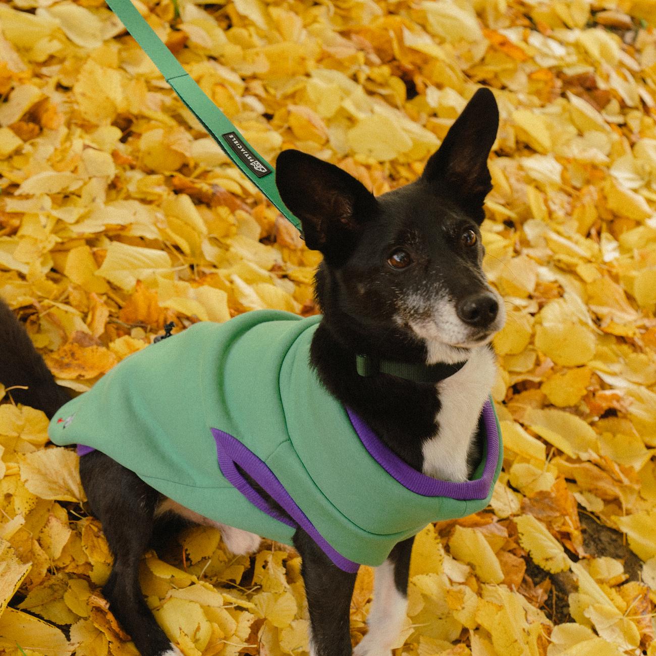 Embroidered dog sweatshirt ‘Green’