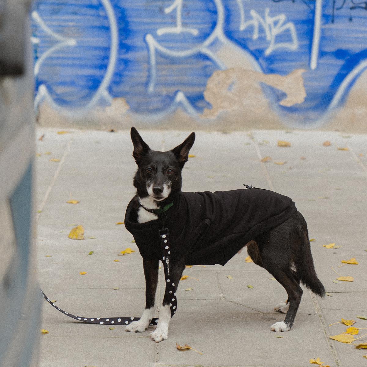 Embroidered dog sweatshirt ‘Black’